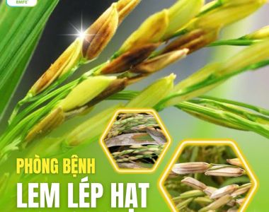 Phòng Bệnh Lem Lép Hạt Trên Cây Lúa – Giải Pháp Bảo Vệ Năng Suất