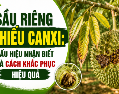 Sầu riêng thiếu Canxi: Dấu hiệu nhận biết và cách khắc phục hiệu quả