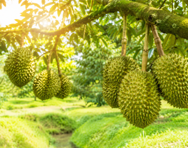 Bí Quyết Nuôi Trái Sầu Riêng Lớn Nhanh Tròn Trái Không Sượng Cơm