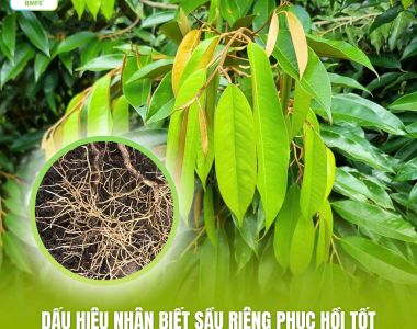 Dấu hiệu nhận biết sầu riêng phục hồi tốt – Nhìn lá, nhìn đọt, nhìn rễ