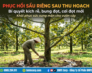 Phục hồi sầu riêng sau thu hoạch: Bí quyết kích rễ, bung đọt