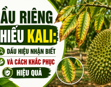 Sầu riêng thiếu Kali: Dấu hiệu nhận biết và cách khắc phục hiệu quả