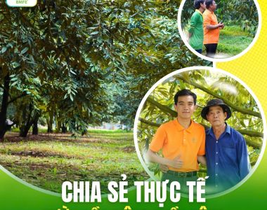 Chia Sẻ Thực Tế Vườn Sầu Riêng Miền Đông
