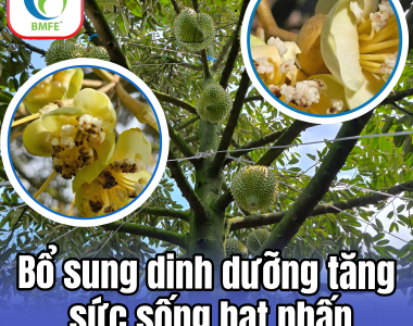 Bí Quyết Bổ Sung Dinh Dưỡng Tăng Sức Sống Hạt Phấn: Chìa Khóa Để Sầu Riêng Đậu Trái Sai Trĩu Quả