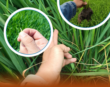 Các Giai Đoạn Sinh Trưởng Của Lúa Và Chế Độ Dinh Dưỡng Tối Ưu