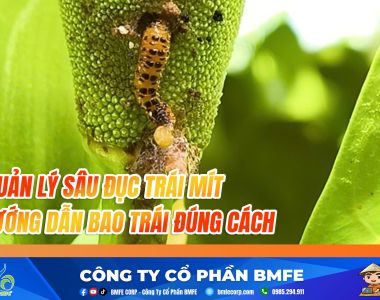 QUẢN LÝ SÂU ĐỤC TRÁI MÍT: CHẶN ĐỨNG TẤN CÔNG – HƯỚNG DẪN BAO TRÁI ĐÚNG CÁCH