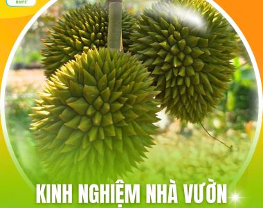 Kinh Nghiệm Nhà Vườn Chăm Trái Non Sầu Riêng Đều Và Đẹp
