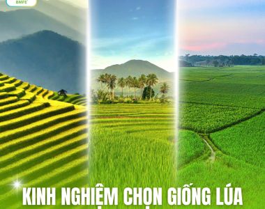 Kinh Nghiệm Chọn Giống Lúa Phù Hợp Từng Vùng Miền