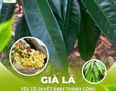 Già Lá – Yếu Tố Quyết Định Thành Công Khi Xử Lý Ra Hoa Sầu Riêng
