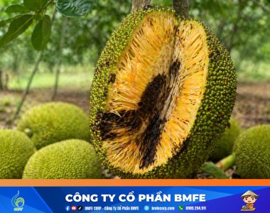 Cách trị mít bị xơ đen hiệu quả và bí quyết ngăn ngừa