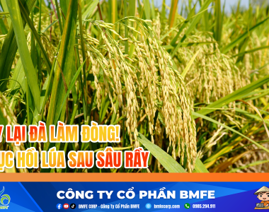 Cách Phục Hồi Lúa Sau Sâu Rầy: Giúp Lúa Xanh Cực Nhanh, Đòng To Mập