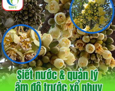 Siết Nước Và Quản Lý Ẩm Độ Trước Xổ Nhụy Sầu Riêng: Bí Quyết Đậu Trái Cực Cao