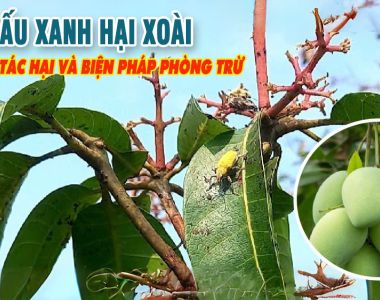 Câu Cấu Xanh – Nỗi Lo Lắng Của Nhà Vườn Trồng Xoài