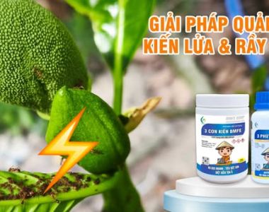 ហេតុអ្វីត្រូវតែគ្រប់គ្រងសត្វពង្រីងភ្លើងក្នុងសួន – យល់ឱ្យច្បាស់ដើម្បីការពារដំណាំ