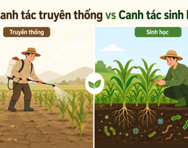 Canh Tác Truyền Thống Và Sinh Học Khác Nhau Gì?