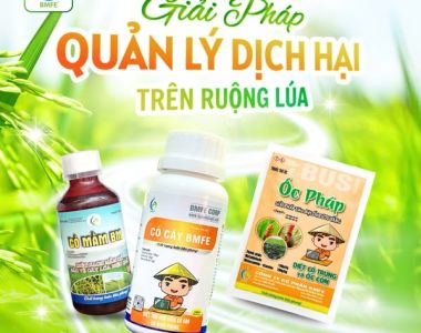 BMFE – Giải pháp quản lý dịch hại toàn diện cho ruộng lúa