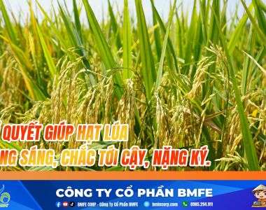 Bí Quyết Vàng Cho Hạt Lúa Sáng Chắc, Nặng Ký: 3 Nguyên Tắc Cốt Lõi
