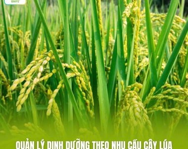 QUẢN LÝ DINH DƯỠNG THEO NHU CẦU: BÍ QUYẾT GIÚP CÂY LÚA KHỎE MẠNH, NĂNG SUẤT VƯỢT TRỘI