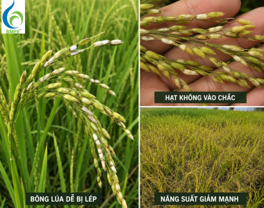 Giải pháp quản lý đạo ôn, lem lép hạt trên lúa giai đoạn đẻ nhánh làm đòng