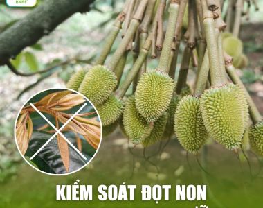 Cách Kiểm Soát Đọt Non Sầu Riêng Hiệu Quả - Bí Quyết Chống Rụng Trái Non