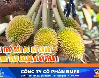 Tác Dụng Của Canxi Bo Với Sầu Riêng Giai Đoạn Nuôi Trái | Chống Rụng & Xanh Gai