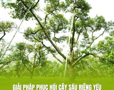 PHỤC HỒI CÂY SẦU RIÊNG YẾU – VÀNG LÁ, RỤNG LÁ SAU THU HOẠCH