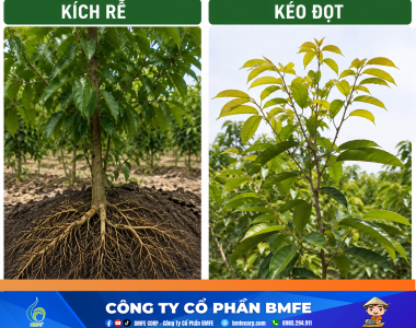 Quy trình kích rễ, kéo đọt sầu riêng đồng loạt giúp cơi đọt khỏe mạnh