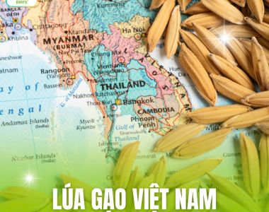 Lúa Gạo Việt Nam Trên Thị Trường Xuất Khẩu Quốc Tế
