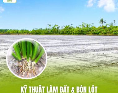 LÀM ĐẤT VÀ BÓN LÓT CHO LÚA – GIÚP LÚA BÉN RỄ NHANH, CỨNG CÂY NGAY TỪ ĐẦU