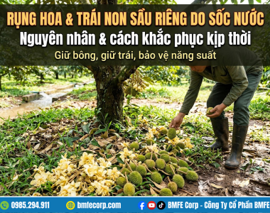 Rụng hoa rụng trái non sầu riêng do sốc nước: Cách khắc phục