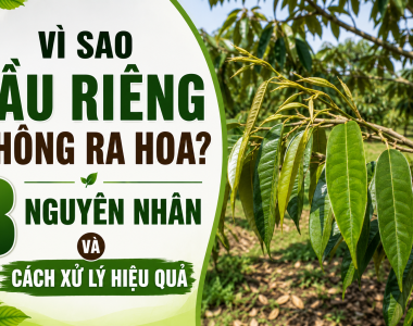 Vì sao sầu riêng không ra hoa? 8 nguyên nhân và cách xử lý hiệu quả