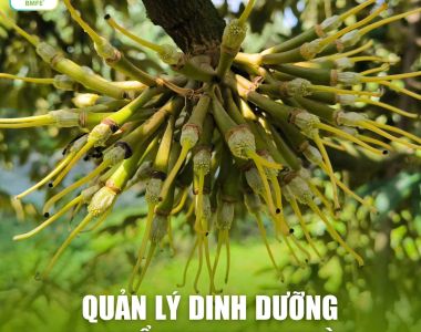 Quản Lý Dinh Dưỡng Sau Xổ Nhụy 3 - 5 Ngày: Bí Quyết Chống Rụng Trái Non Hiệu Quả