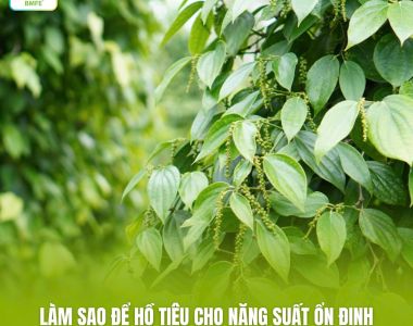 Làm Sao Để Hồ Tiêu Cho Năng Suất Ổn Định Qua Nhiều Vụ Liên Tiếp?