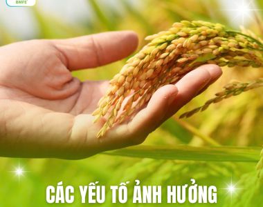Các Yếu Tố Ảnh Hưởng Đến Năng Suất Của Cây Lúa