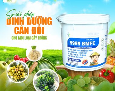 9999 BMFE – Bí quyết toàn diện chăm sóc cây trồng cho mùa vàng bội thu