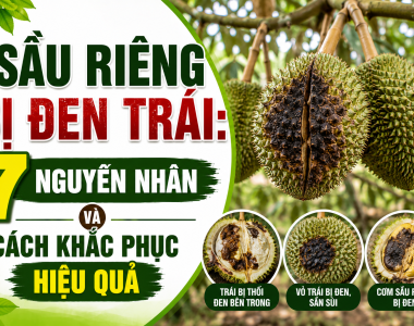 Sầu riêng bị đen trái: 7 nguyên nhân và cách khắc phục hiệu quả