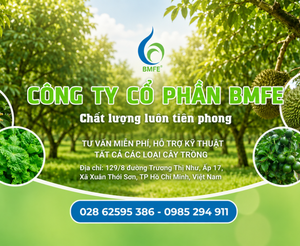 Công Ty Cổ Phần BMFE