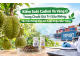 Kiểm Soát Cadimi Và Vàng O Trong Sầu Riêng Xuất Khẩu Mới Nhất