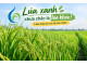 Lúa xanh chưa chắc là lúa khỏe! 3 dấu hiệu bà con dễ nhìn nhầm