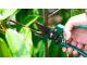 Kỹ thuật tỉa cành tạo tán giúp tăng tỷ lệ đậu trái 30%