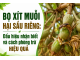Bọ xít muỗi hại sầu riêng: Dấu hiệu nhận biết và cách phòng trừ hiệu quả